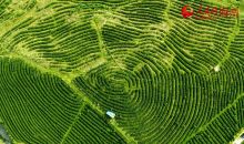 绿水青山育好茶 白沙擦亮“金叶子”  