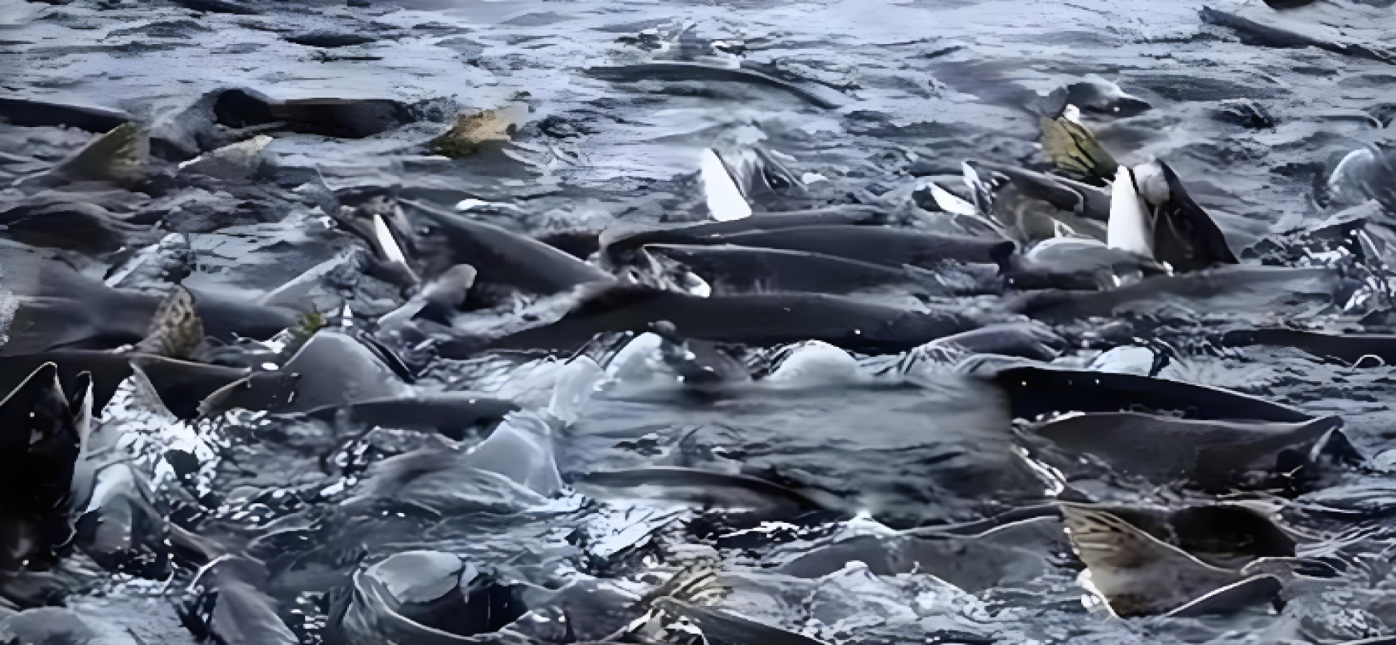 长江禁渔五年观察