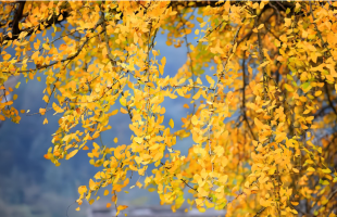 美若仙境！重庆这棵千年银杏美成了壁纸  