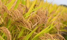 把农业建成现代化大产业    