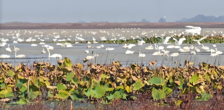 江西鄱阳湖：236种鸟类刷新观鸟赛新纪录  