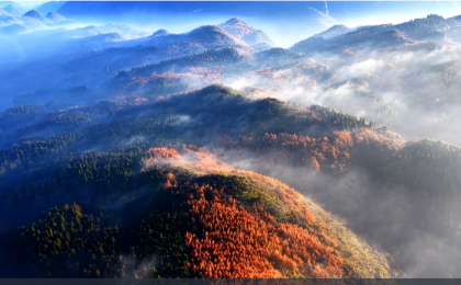 一半青翠一半金色！重庆山王坪云雾缭绕太美了 