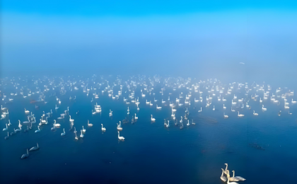 河南三门峡：万羽天鹅舞翩跹  