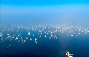 河南三门峡：万羽天鹅舞翩跹  