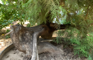 崖柏重生，生生不息