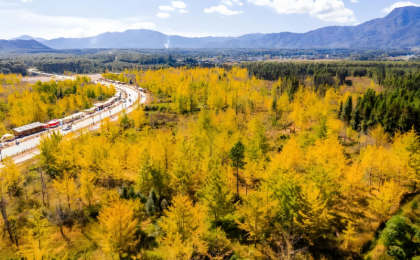 云南腾冲：银杏金黄入画来  