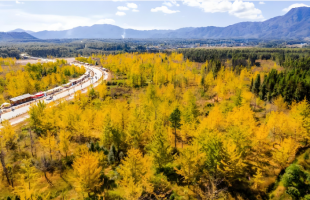 云南腾冲：银杏金黄入画来  