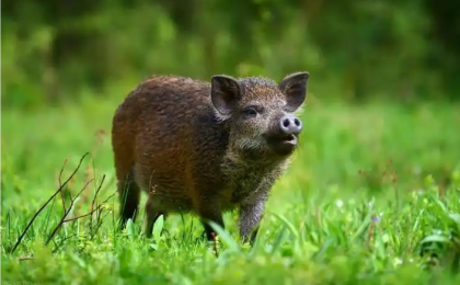  破解野猪百万年西迁的密码   