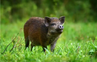  破解野猪百万年西迁的密码   