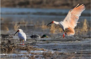传奇落幕：它的40年与“东方宝石”的重生之路  