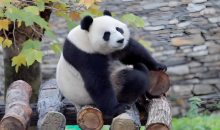 大熊猫雪地遛弯主打一个小心翼翼 