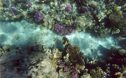 欧盟气候监测机构：基本确定2025年为有记录以来第二热年 