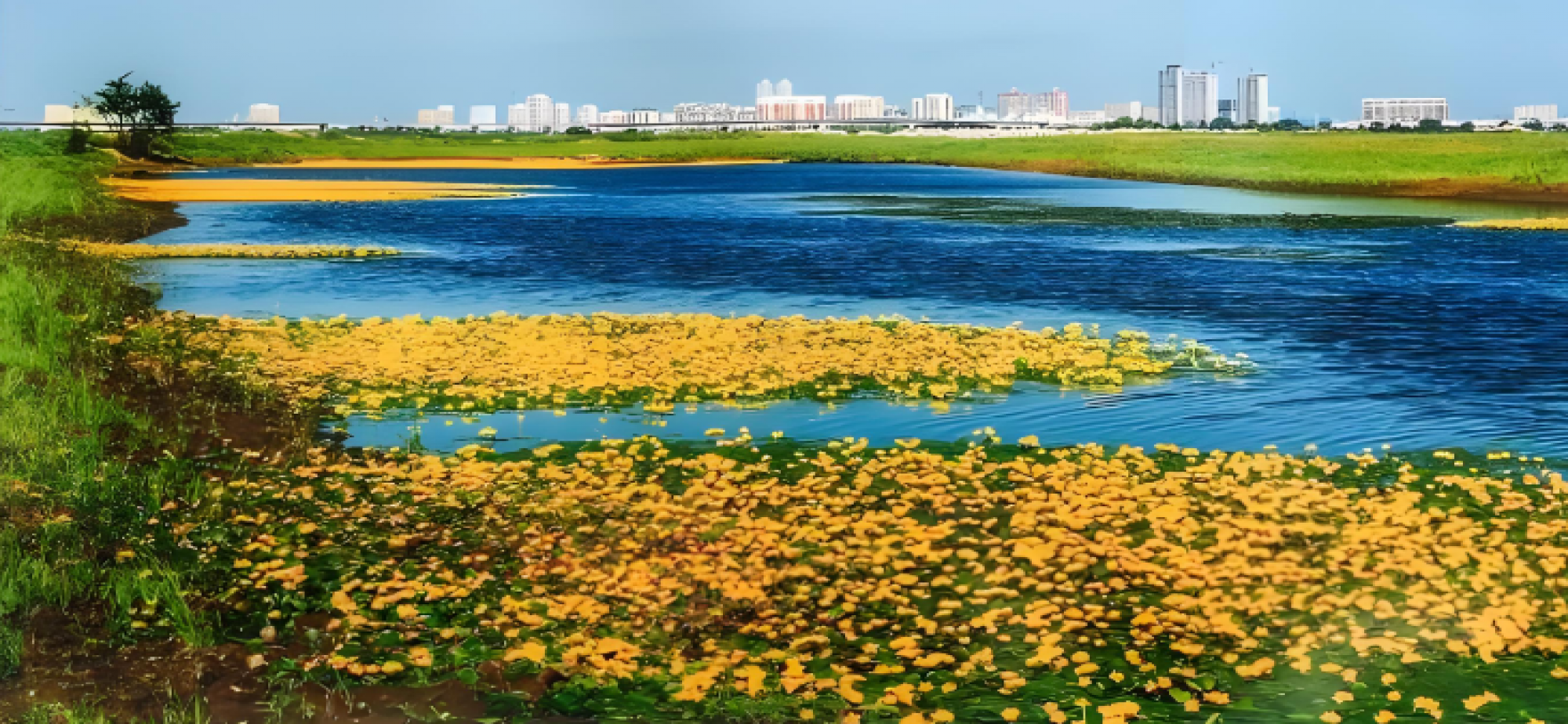 “十四五”时期我国湿地保护成效显著