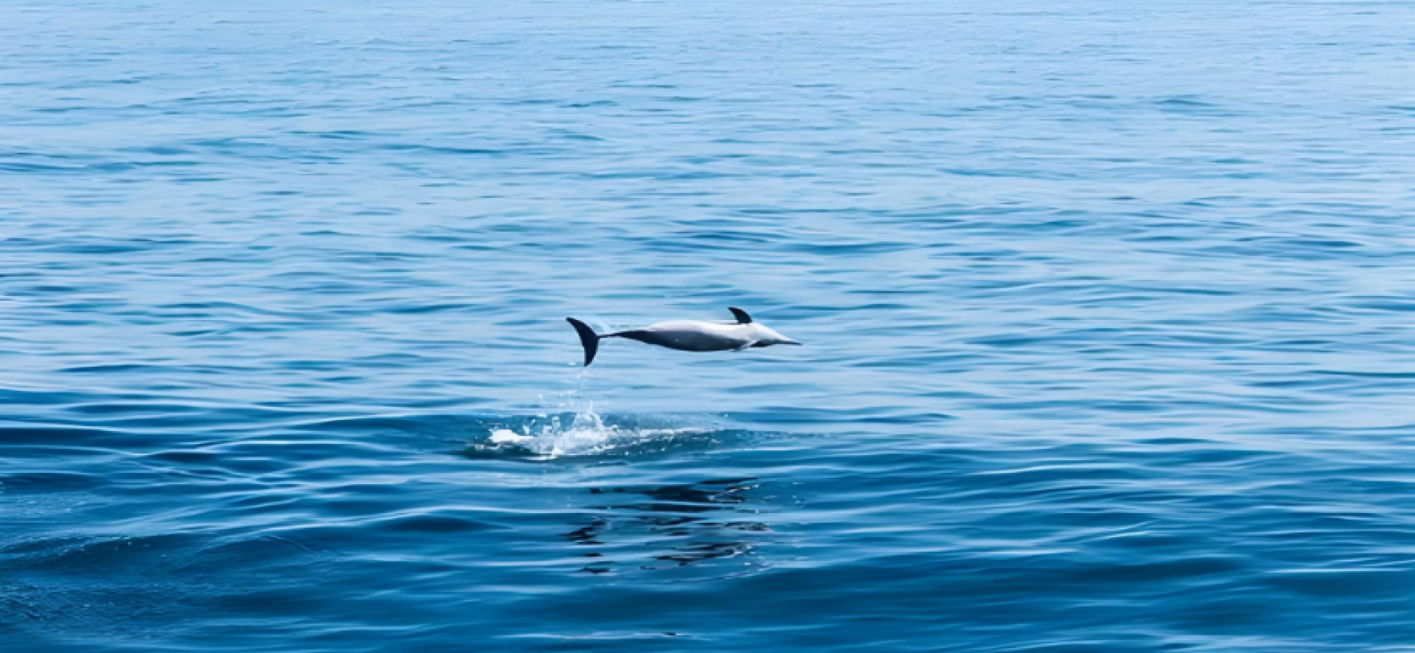 深耕蔚蓝壮大海洋新兴产业