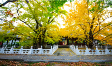 在寒风中飘落的树叶是麻烦还是资源？