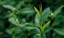 江苏连云港：茶园生态颜值“靓”  