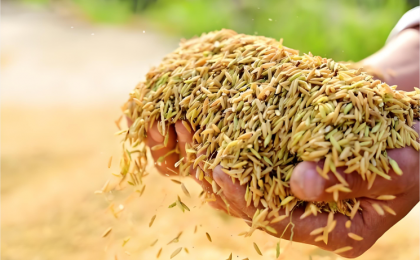 秋粮收购一线探访    