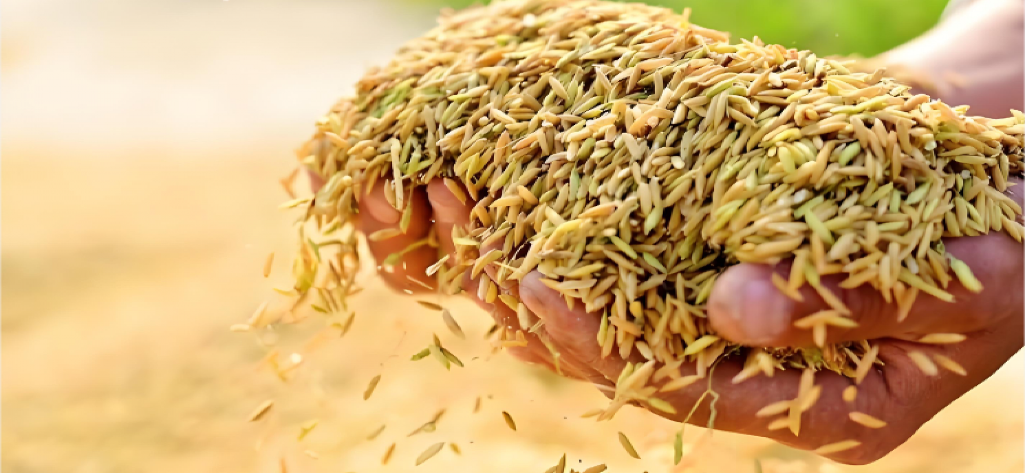 秋粮收购一线探访