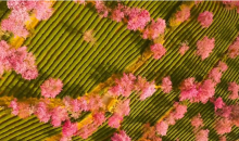 冬日限定浪漫！云南樱花谷花海盛放  