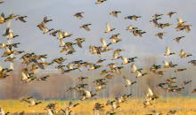 山西划定40处重点候鸟迁徙通道  