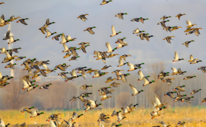 山西划定40处重点候鸟迁徙通道  