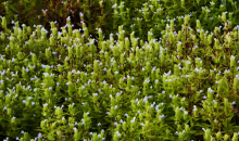 跳蚤草的重生：从濒危植物到“致富草”