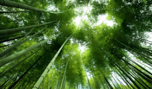 重庆忠县“以竹代塑”，串起三重共赢的绿色产业