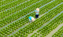 种业有了智慧“中国芯”    