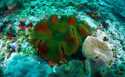 《黄岩岛珊瑚礁生态调查报告》发布 