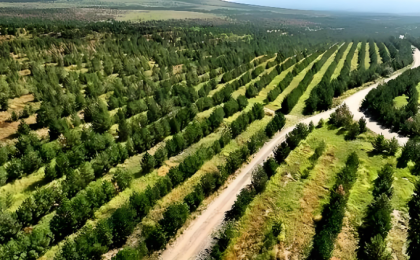 我国主要造林树种良种使用率提高到76% 