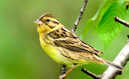 公安机关侦破一起特大危害珍贵、濒危野生动物案