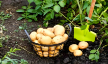 甘肃渭源：小土豆裂变大产业  