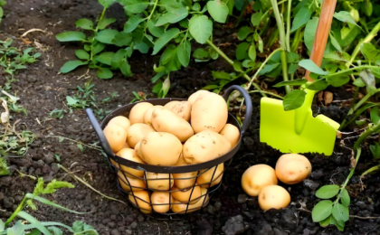 甘肃渭源：小土豆裂变大产业  