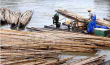 海漂毛竹终被彻底清理