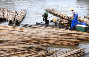 海漂毛竹终被彻底清理