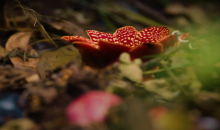  寄生花，别时容易见时难