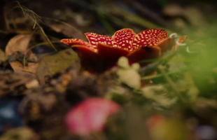  寄生花，别时容易见时难