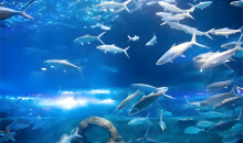 在海底装上“千里眼”“顺风耳”  