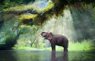 雨林奶爸和他的“巨型”娃娃  