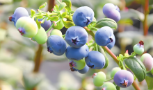 云南红河完善联农带农机制——  以共赢思路打通联动堵点