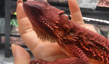 异宠市场“野蛮生长”暗藏风险 