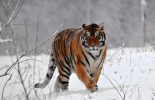 虎虎生威！雪天和东北虎超配的