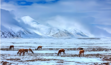 青藏高原动物迁徙遇“拦路虎”？