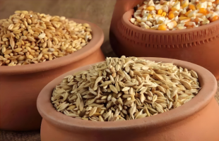 2025年我国三大粮食作物化肥利用率稳步提升 