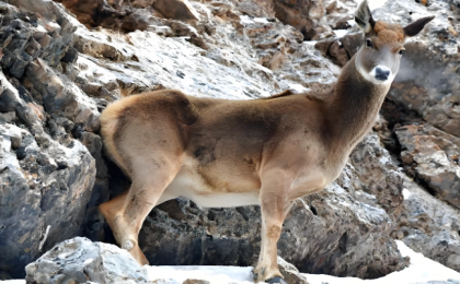 冰河救援“为鹿出警”为何牵动人心？ 
