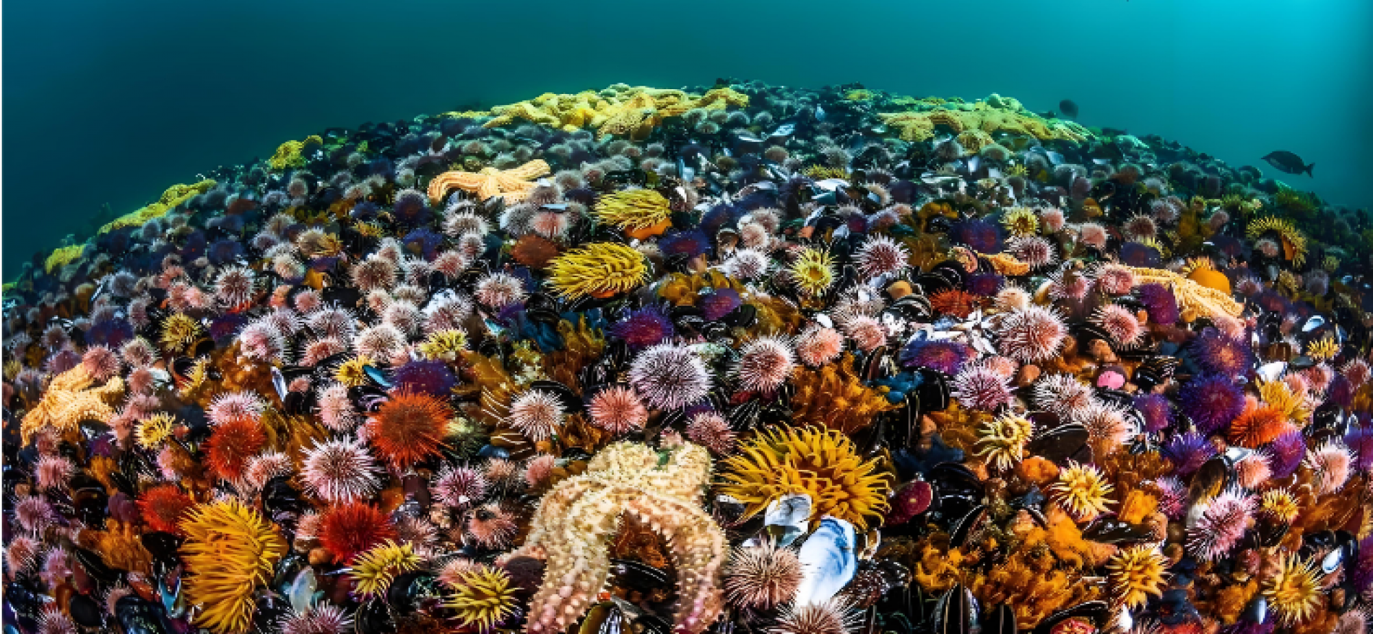 《海洋生物多样性协定》正式生效