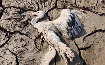 鄱阳湖湿地内有野生动物疑似遭毒害
