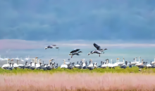 迁徙候鸟“隐形陷阱”？艺术创作绝不能触碰生态底线  