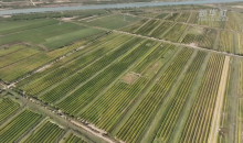 山东滨州：“良种+良法”让盐碱地变丰产田  