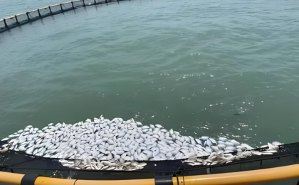 针对环渤海地区这些问题，最高检直接立案！  